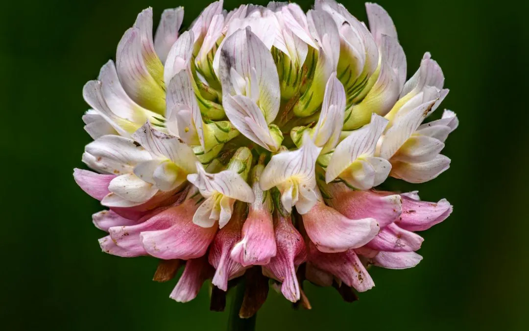 Awọ Pink ati funfun clover ododo pẹlu alawọ ewe lẹhin