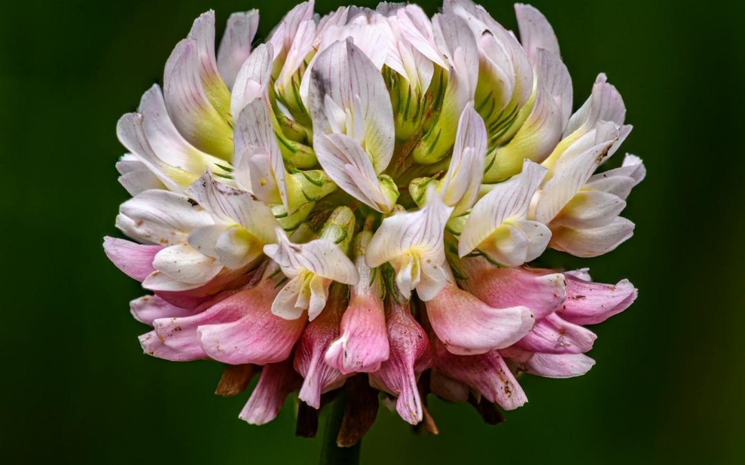 A pink and white clover flower with green background