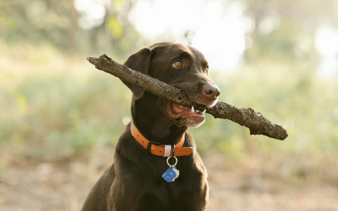 Lost and Found: The Heartwarming Tale of Charlie the Stray Cat