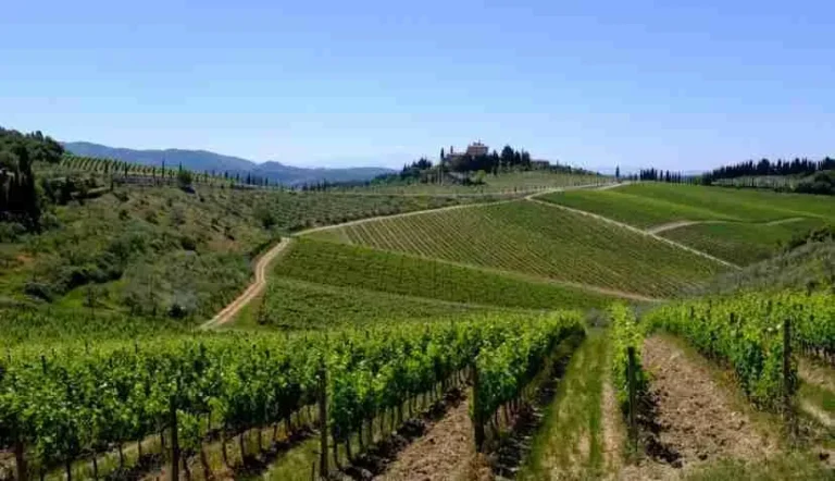 I vigneti ondulati della regione vinicola del Chianti, in Toscana